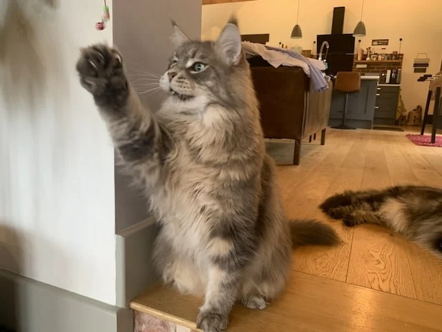 Kedi Tüy ve Sağlık Bakımı