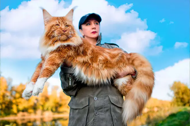 Maine Coon ve Diğer Irklar İçin Sağlıklı Ürünler